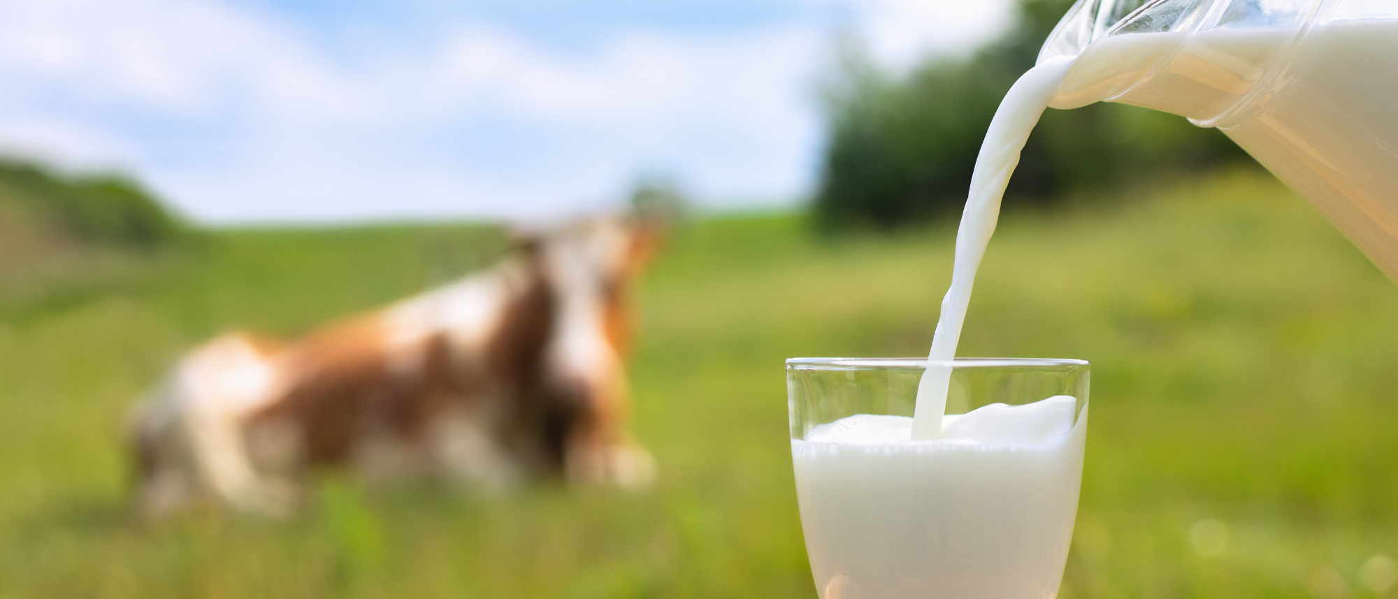 Raw Milk & Local Dairy