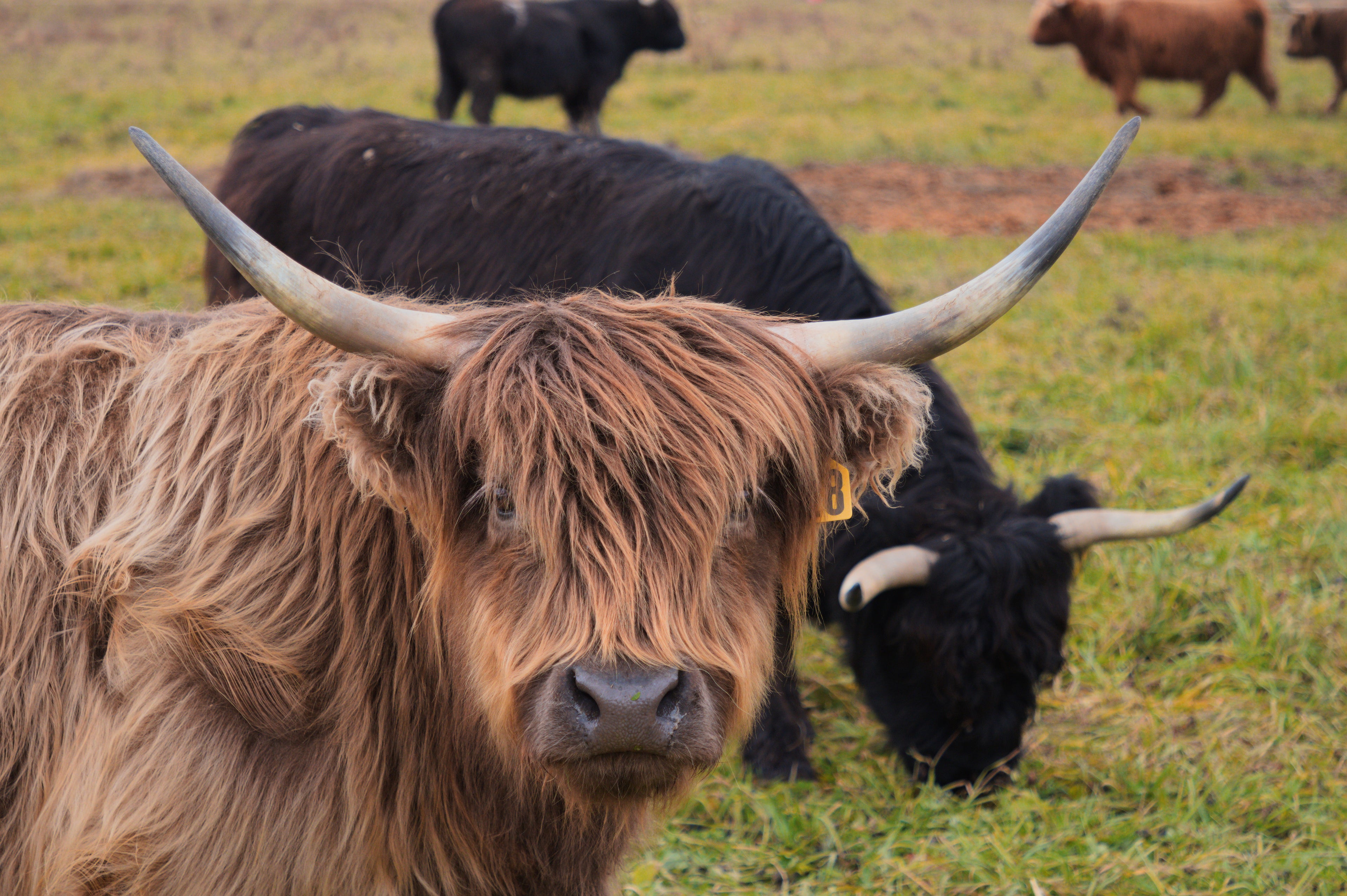 animals grazing on the farm