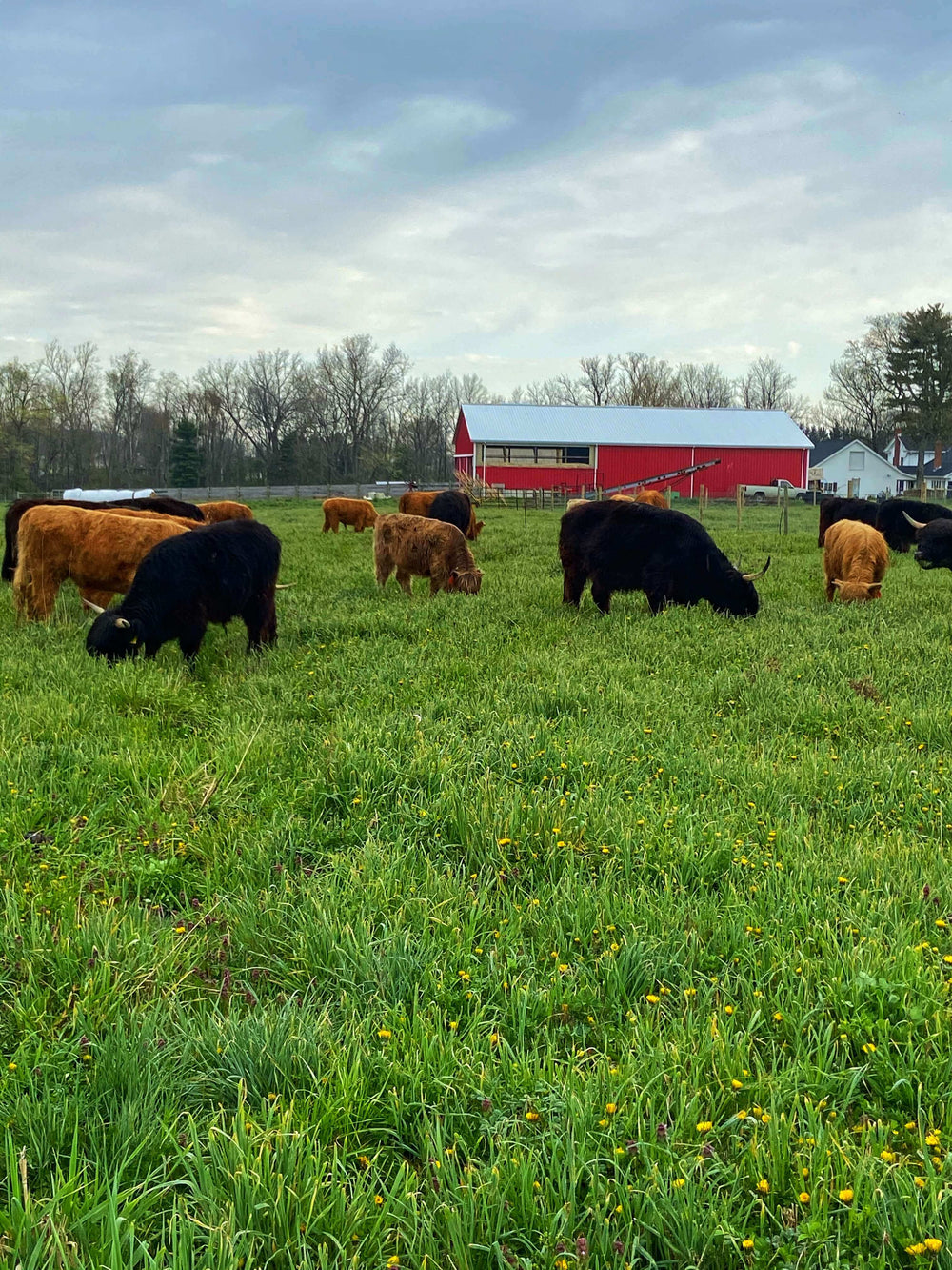 cows grazing in a field