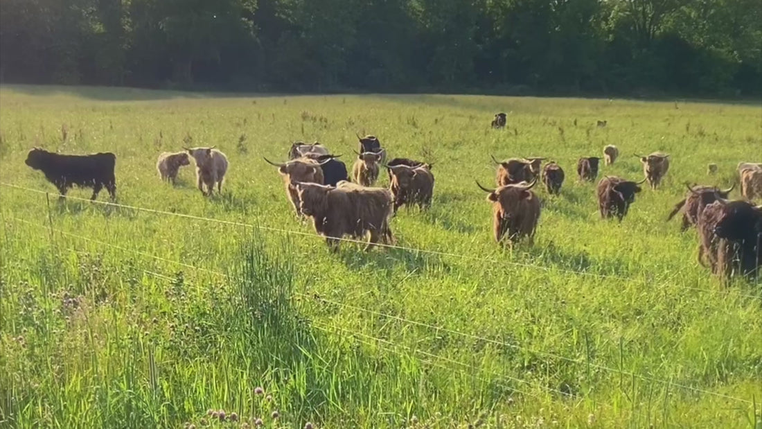 animals grazing on the farm